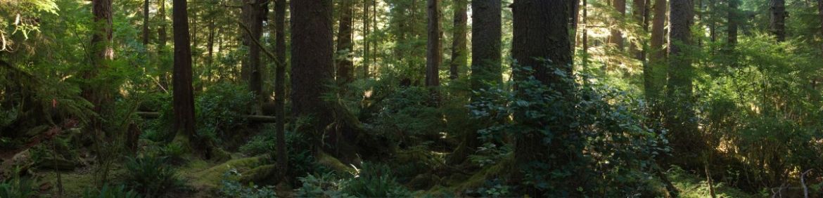 Lush Vancouver Island West Coast Rainforest in British Columbia