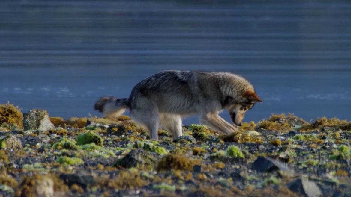Coastal wolf foraging in rocky intertidal area