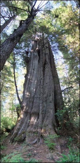 Majestic Old Growth Cedars on Spring Island, West Coast Vancouver Island, BC