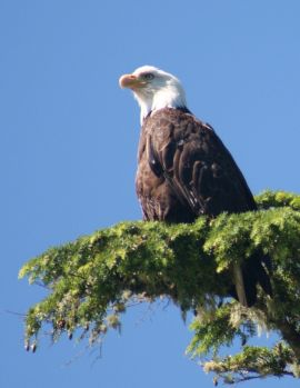 Bald Eagle on Vancouver Island