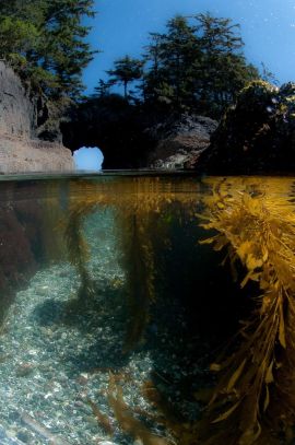 Rich Marine Biology Experiences Above And Below The Water, Spring Island, Kyuquot