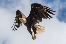 bald eagle in flight