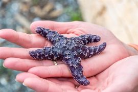 purple ochre star