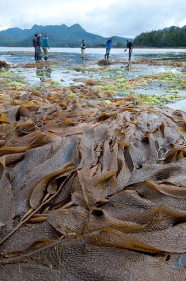 Marine Biology Wilderness Tours on the Coastal Waters of Vancouver Island