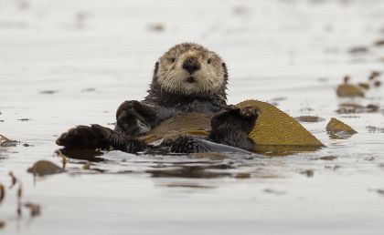 sea otter wrapped in kelp