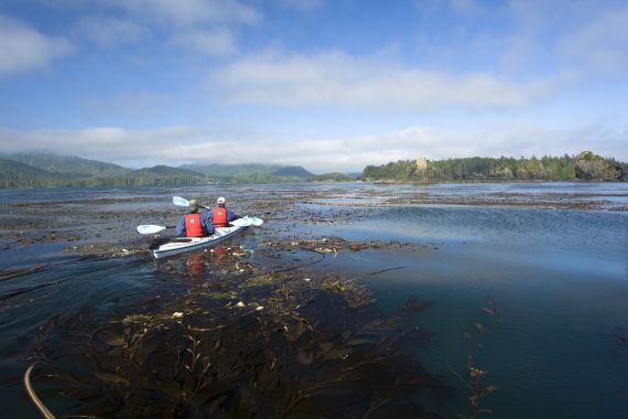 sea kayaking through kelp forest on west coast
