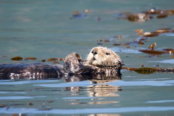 male sea otter in kelp forest, west coast Vancouver Island