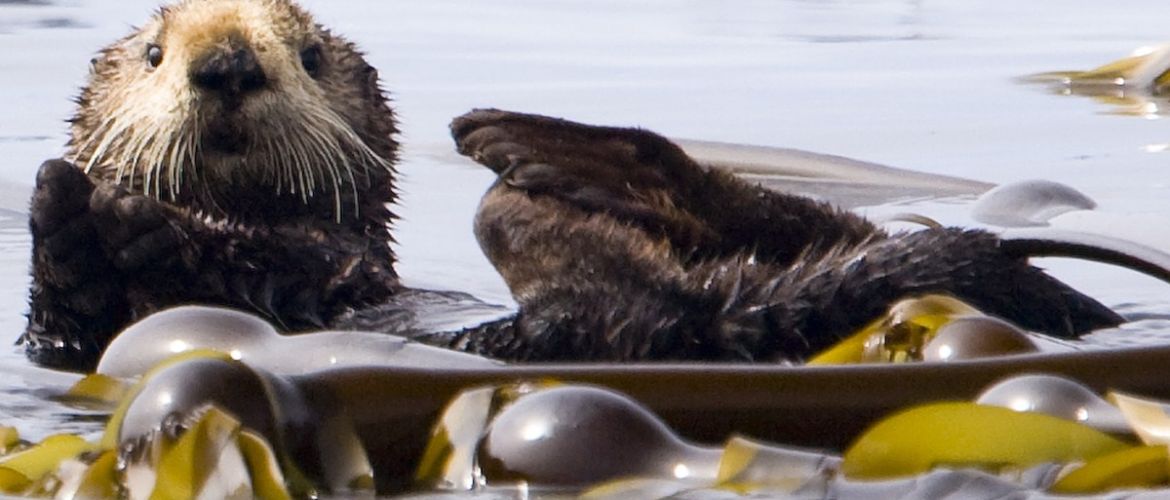 Vancouver Island Sea Otter Viewing While Sea Kayak Touring, Kyuquot, BC