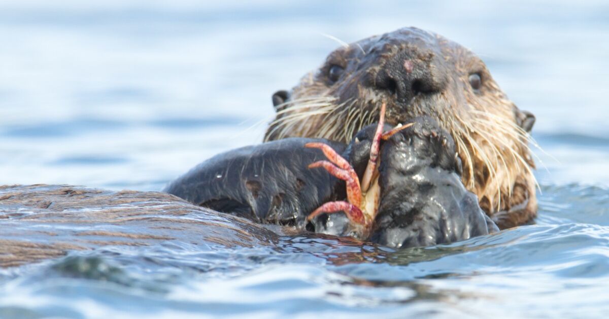 Online Inquiry Sea Kayaking Adventures Vancouver Island
