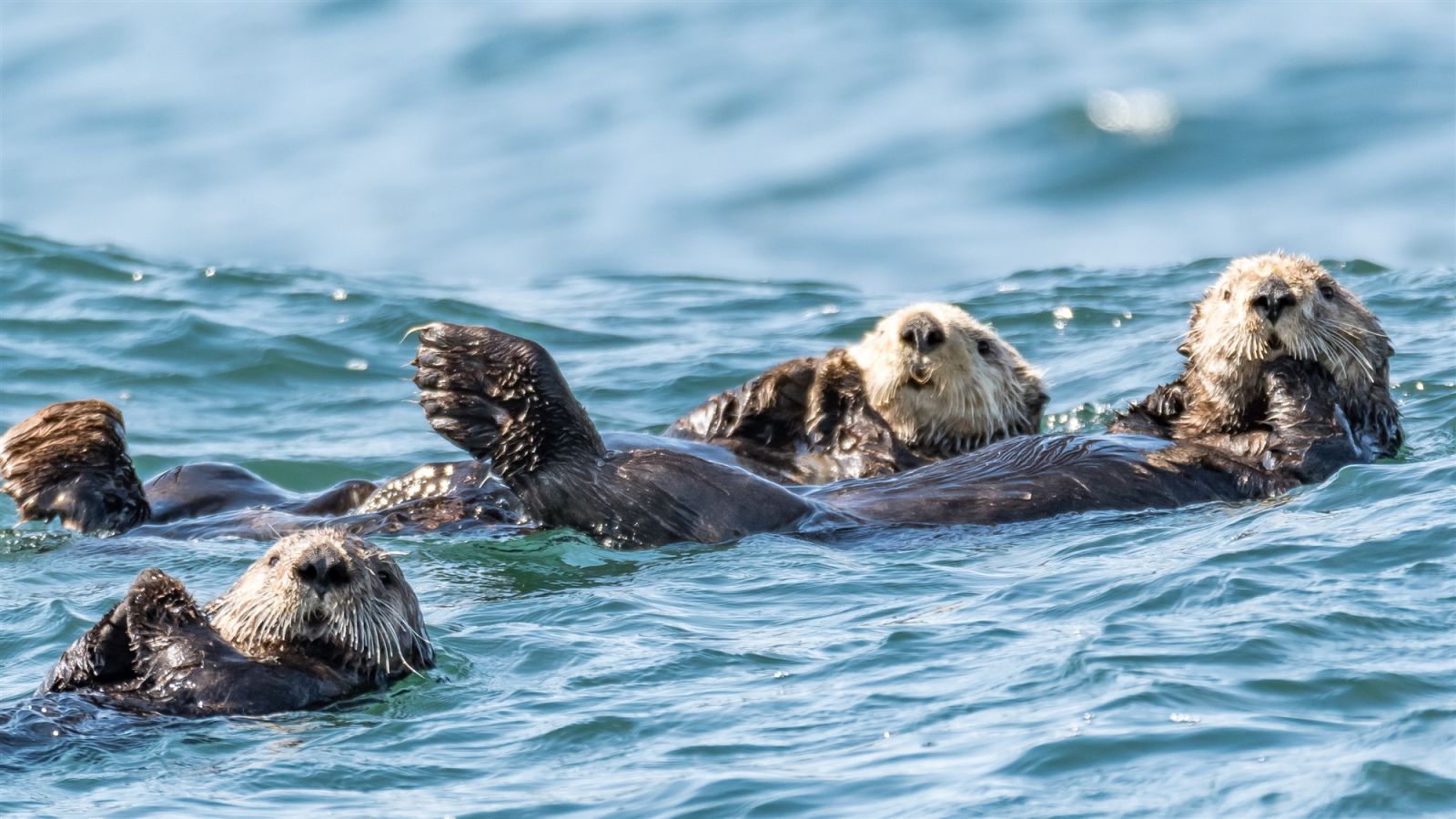 sea otters riding the ocean swell