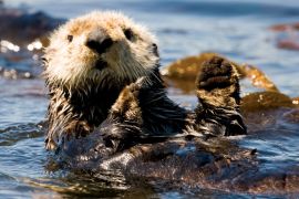 5-Day Sea Otter Kayak Tour - Base Camp