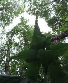 Lush British Columbia Forest & Fauna on Vancouver Island