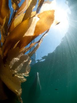 Giant Leaf Kelp
