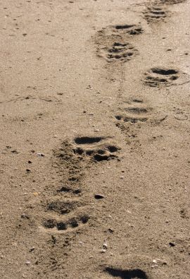 Black Bear Prints in the Coastal Golden Sands of Vancouver Island