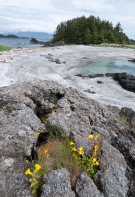 Beautiful Coastal Waters and Nature on Vancouver Island