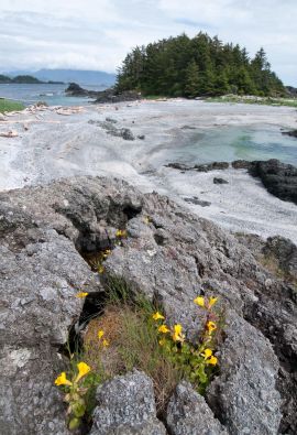 Beautiful Coastal Waters and Nature on Vancouver Island