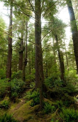Adventure Travel to the Stunning Nature and Forests of Vancouver Island, BC