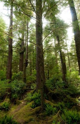 Adventure Travel to the Stunning Nature and Forests of Vancouver Island, BC