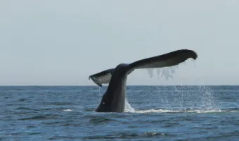 image by Mike Byrne humpback whale tail diving in Checleset Bay