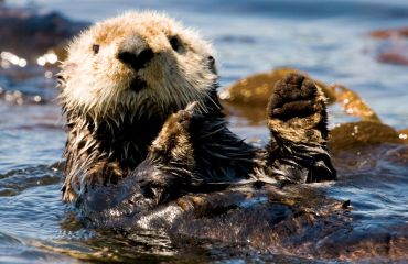 5-Day Sea Otter Kayak Tour - Base Camp