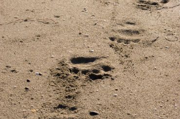 black bear tracks in sand