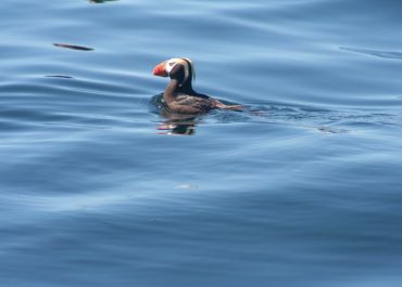 Tufted Puffin - Marine Biology while base camp kayaking