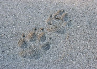 wolf tracks on beach