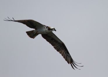 osprey soaring - the sea eagle in flight