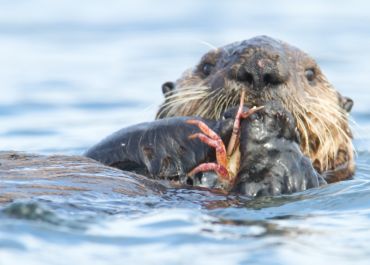 sea otter eating kelp crab