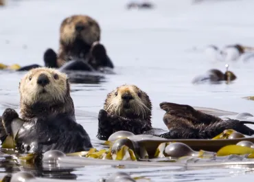 image by Boomer Jerritt Sea Otters Swimming off Vancouver Island, British Columbia