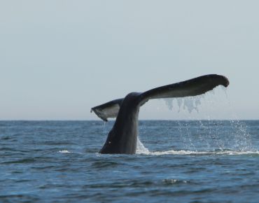 humpback whale tail diving in Checleset Bay