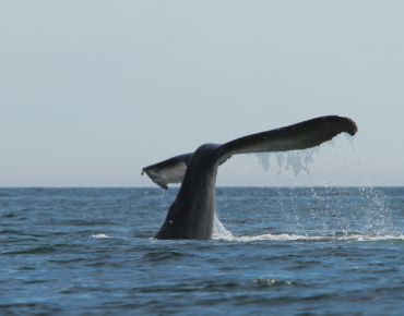 image by Mike Byrne humpback whale tail diving in Checleset Bay
