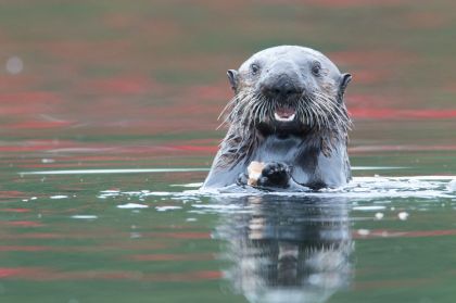 sea otter with tasty morsel
