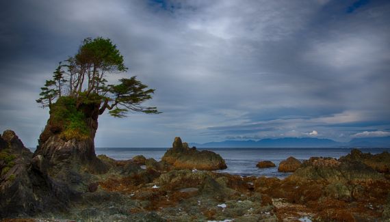 image of rugged sea stack on shoreline on Spring Island