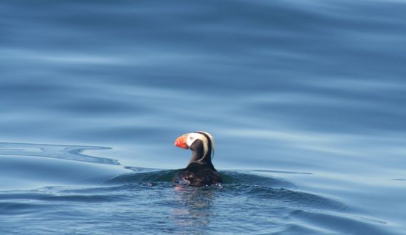 Tufted Puffin near West Coast Expeditions' base camp