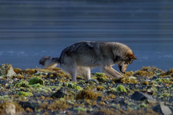 Coastal wolf foraging in rocky intertidal area