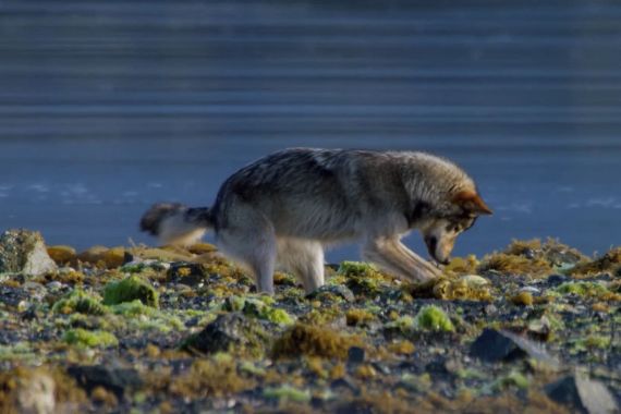 Coastal wolf foraging in rocky intertidal area