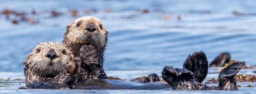 Sea otter mom and pup