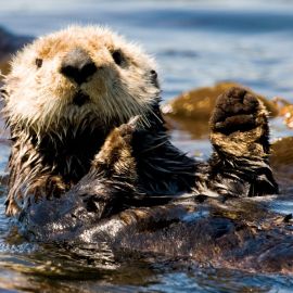 Kayaking With Sea Otters Near Spring Island, Vancouver Island, BC