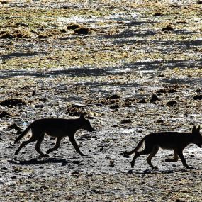 sea wolf pups walking across intertidal zone on Spring Island, BC