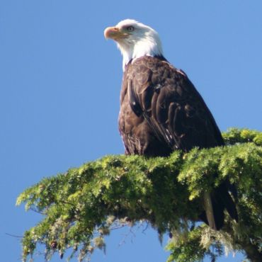 Bald Eagle in Kyuquot, BC