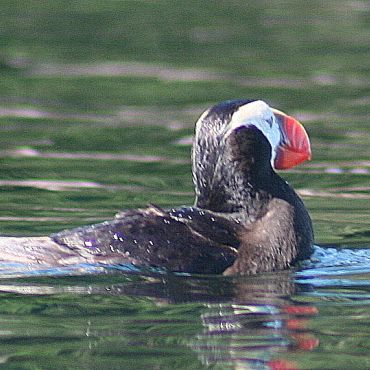 Tufted Puffin - Marine Wildlife in Coastal Waters of Vancouver Island