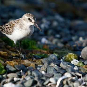Birds, Wildlife and Ecology with West Coast Expeditions - The Western Sandpiper