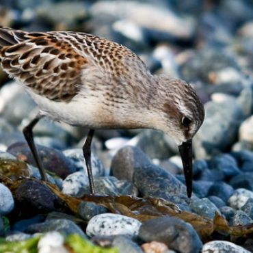 Wildlife Viewing On Vancouver Island Kayaking Tours, Kyuquot, BC