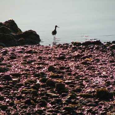 Wildlife Viewing On Vancouver Island Kayaking Tours, Kyuquot, BC