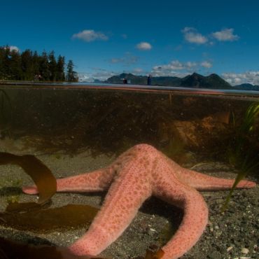 Marine Biology Tours On Vancouver Island Sea Kayaking Trips, Kyuquot, BC