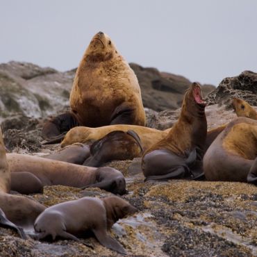 Wildlife Viewing On Vancouver Island Kayaking Tours, Kyuquot, BC