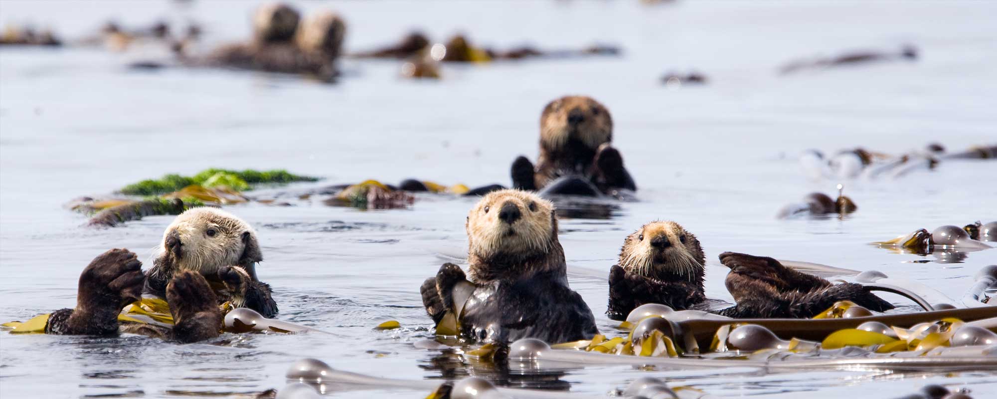 Kayaking with Sea Otters Tour Overview | Vancouver Island
